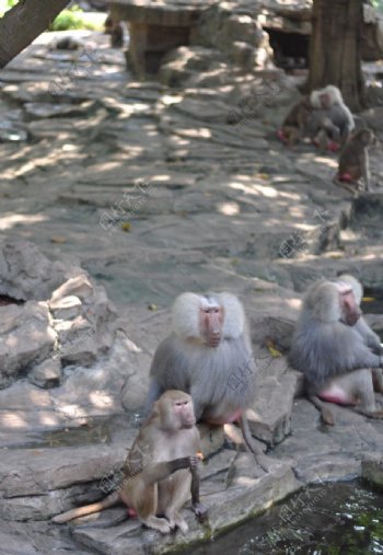猴子长隆动物园图片