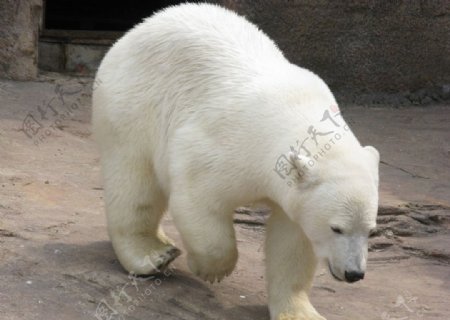 低头走路的白色北极熊图片