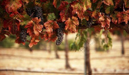 法国葡萄庄园图片