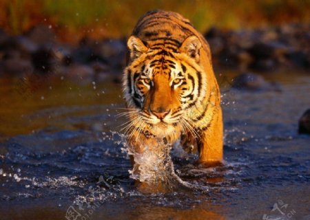 河流中的老虎图片
