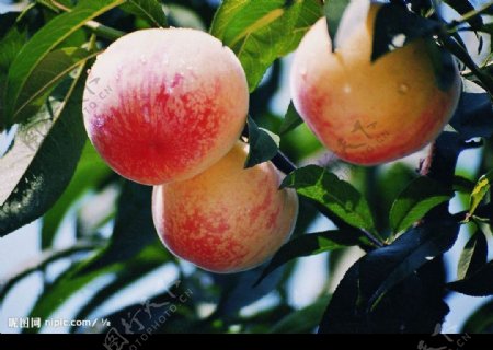水果水蜜桃图片