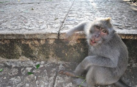巴里岛之猴图片