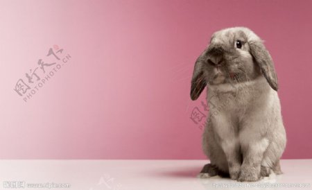 灰兔子图片