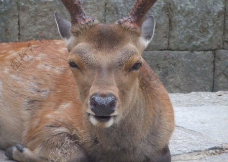 奈良鹿图片
