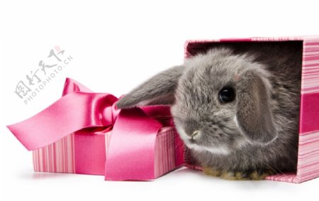 兔子礼品盒蝴蝶结图片