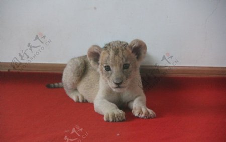 小非洲狮图片