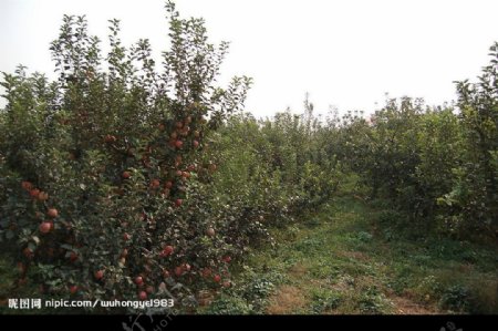 苹果苹果树树苹果园图片