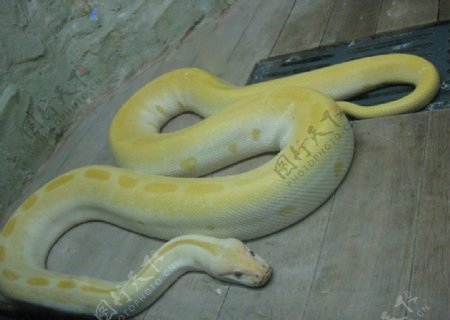 黄蟒蛇图片