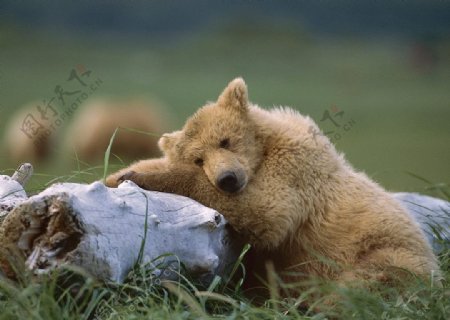 棕熊在石头上斜卧图片