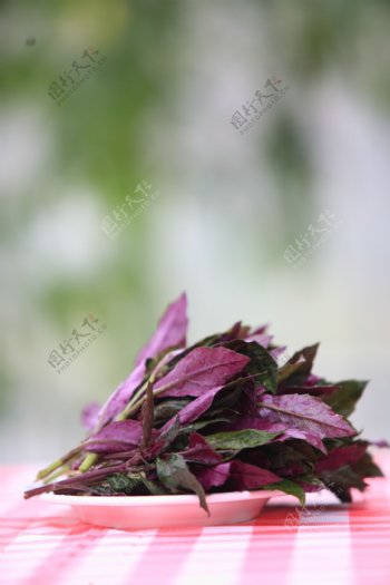 观音菜紫背天葵图片