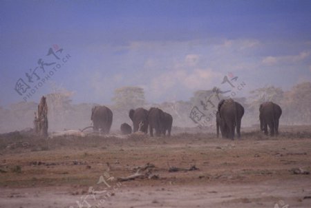 大象群动物世界图片