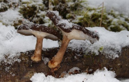 雪地里的香菇图片