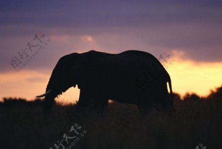 大象大象群动物世界大象生活环境夕阳图片