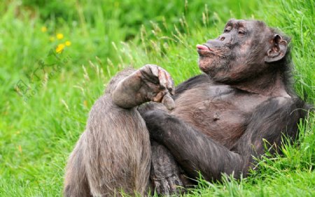 悠然自得的猩猩图片