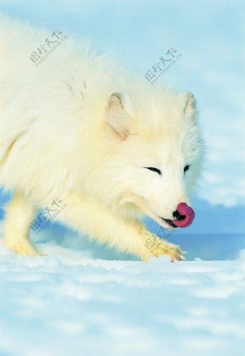 南极狼图片