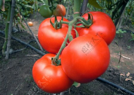 大红番茄图片