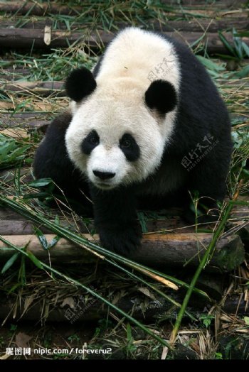 熊猫平平图片