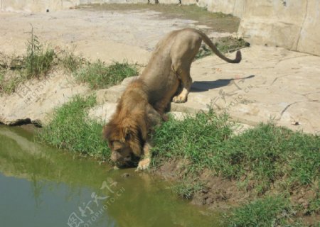 狮子喝水图片
