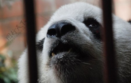 笼中大熊猫眼神图片