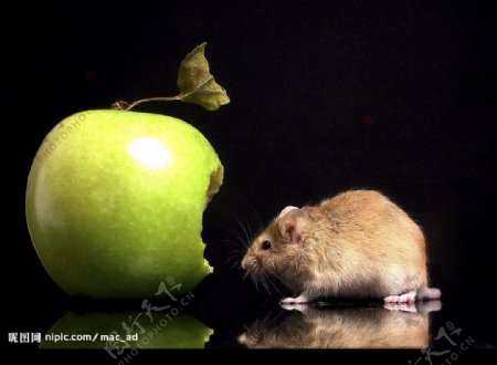 偷吃苹果的老鼠图片