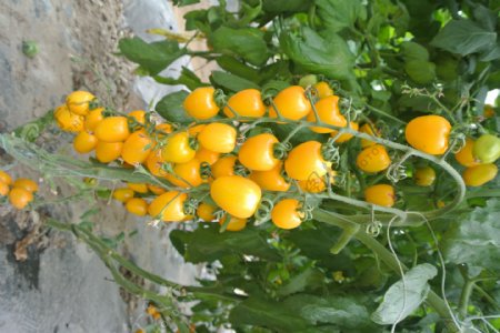 黄色小番茄图片