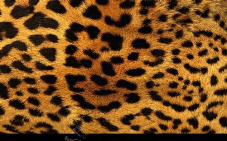 皮草皮革非洲豹纹理时尚流行华丽斑点图片
