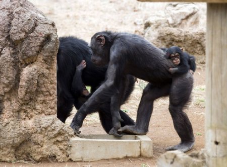 黑猩猩的一家图片