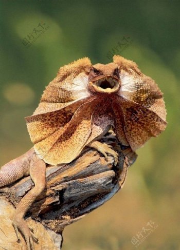 澳洲伞蜥图片