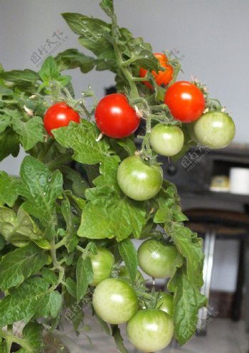 家里栽种的西红柿图片