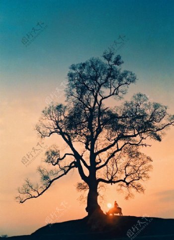 黄昏树影图片