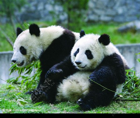 熊貓图片
