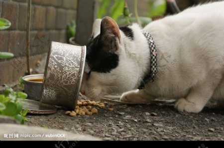 吃饭的猫图片