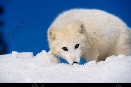 冰天雪地动物世界图片