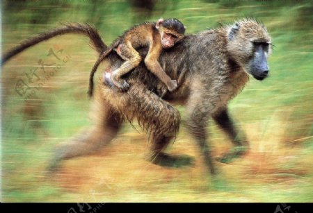 奔跑中的猴子图片