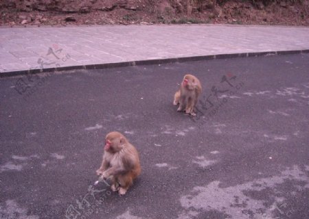 两只野生猴子图片