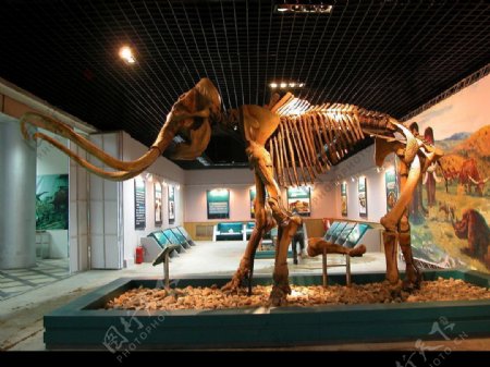 猛犸象化石图片