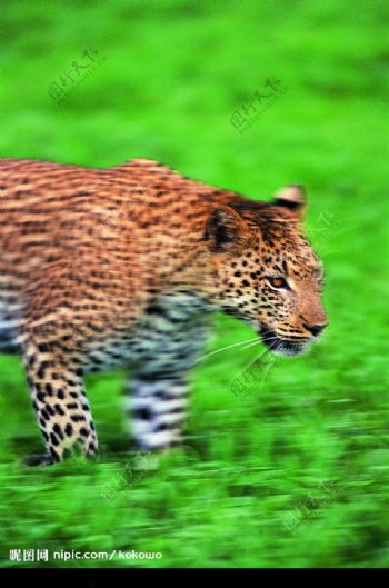 奔跑中的豹子半身图片