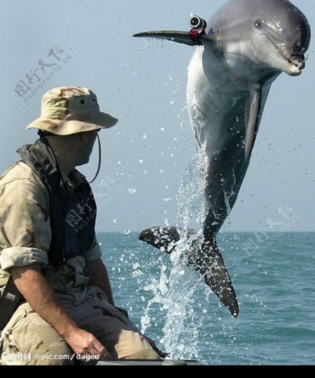 海豚军训图片
