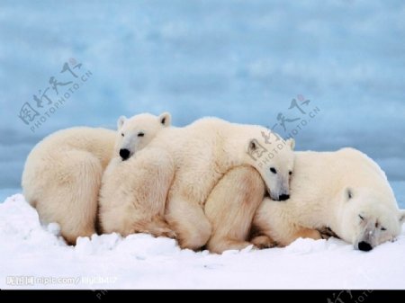 懒懒的北极熊图片