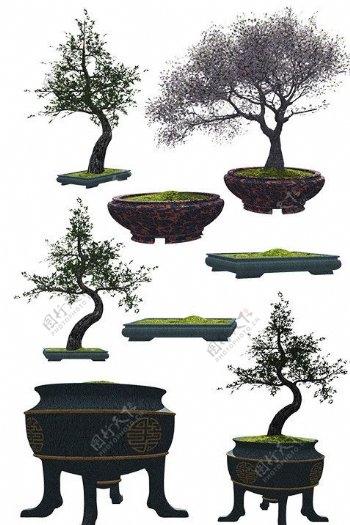 盆栽素材图片