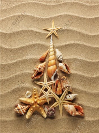 海螺海星图片