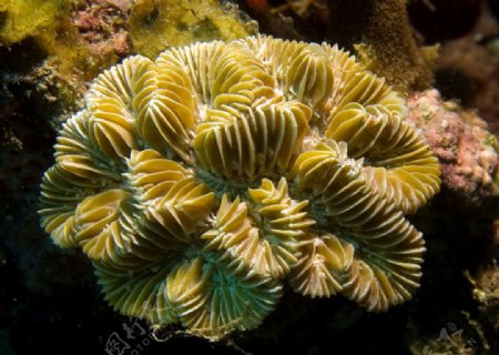 迷宫珊瑚图片