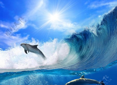 海豚畅泳高清摄影图片