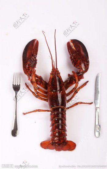 大龙虾海产品图片