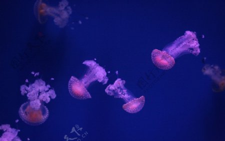 澳洲斑点水母图片