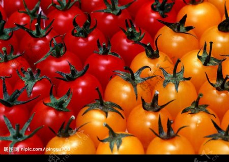 红黄小西红柿排列图片