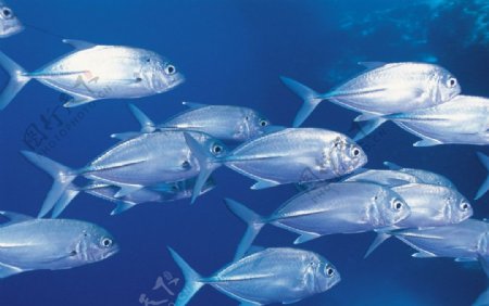 海洋银鱼图片