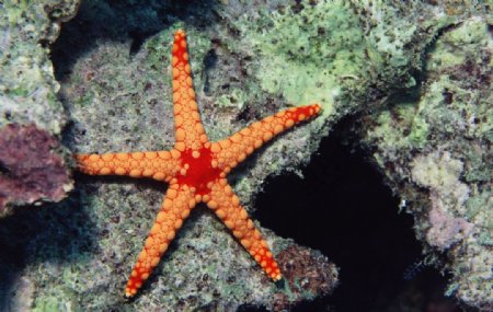 深海海星图片
