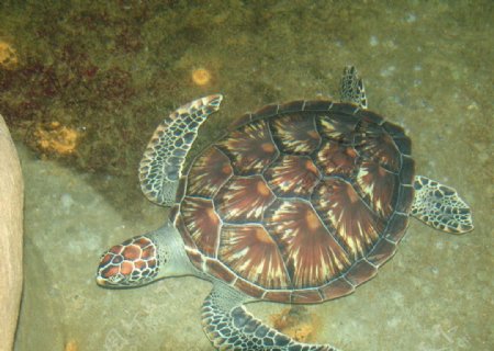 龟海龟图片