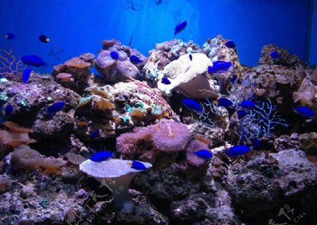 紫珊瑚图片